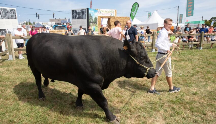 Libramont 2023 Bobcat Vangaever 03