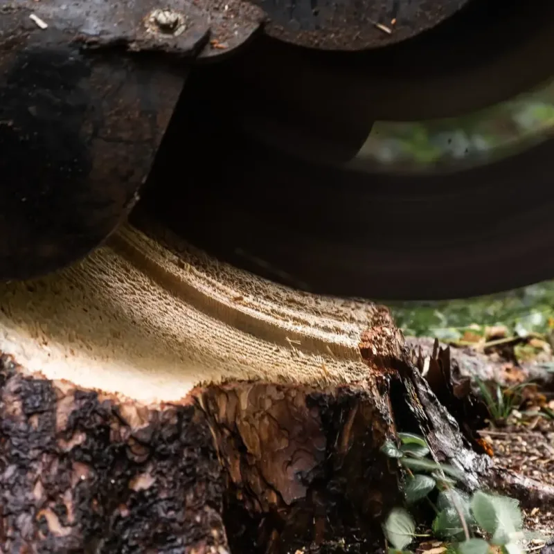 Boomstronkenfrees Bobcat vangaever 03